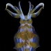 squid_reef_bigfin_bb_v_1417_alo3510.jpg